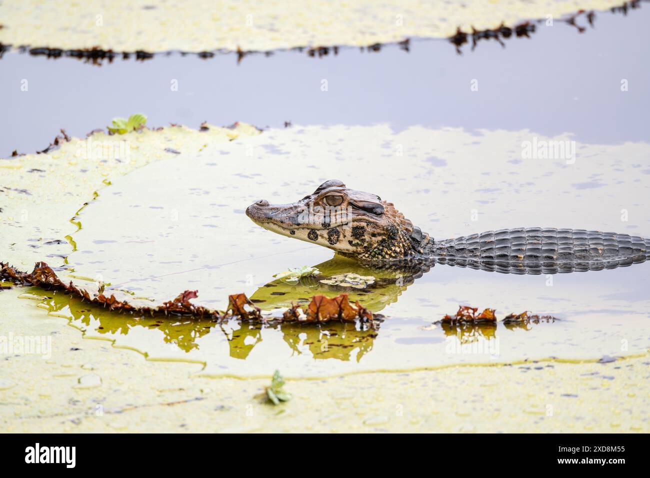 Black caiman on a large leaf in a lagoon Stock Photo