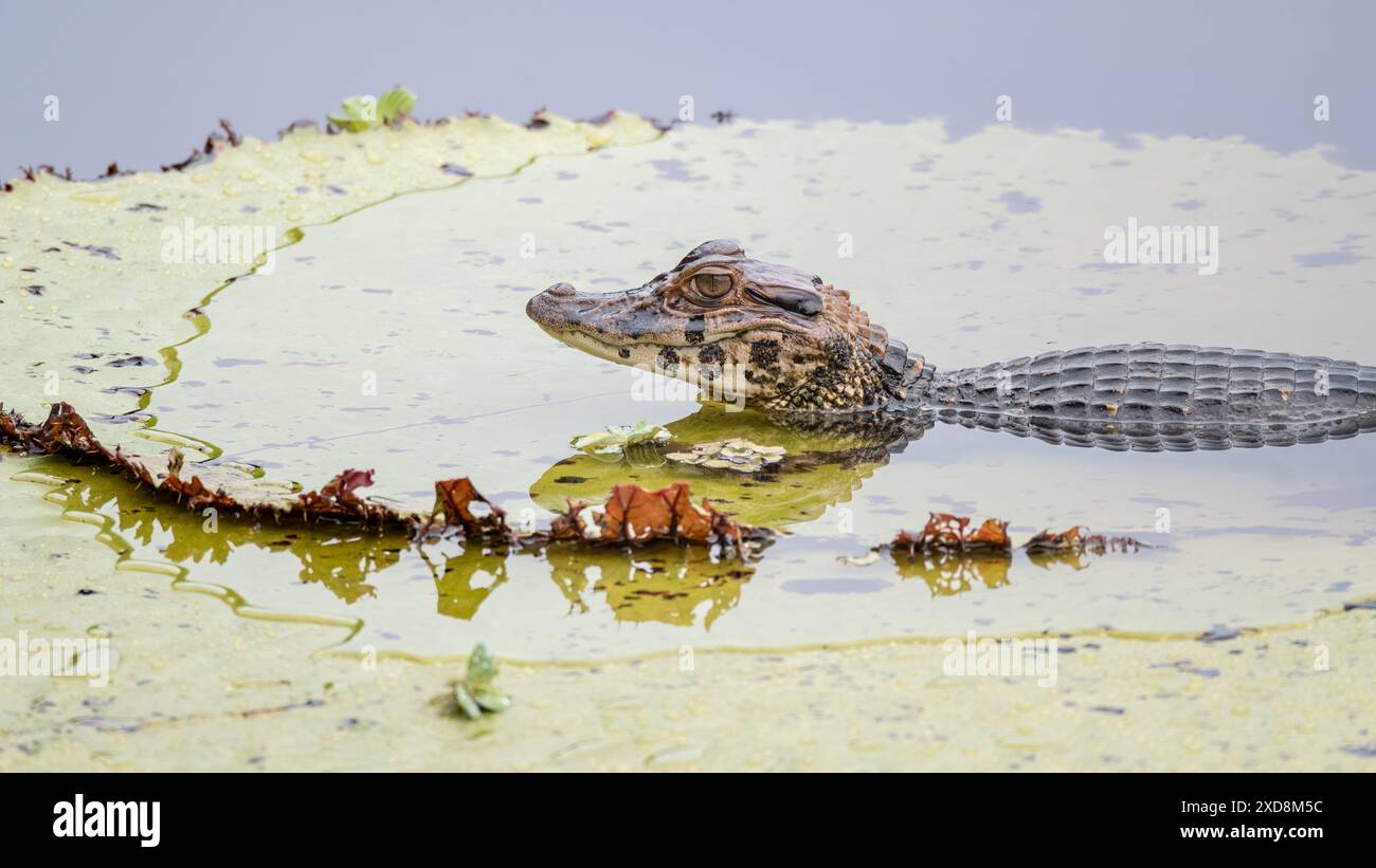 Black caiman on a large leaf in a lagoon Stock Photo