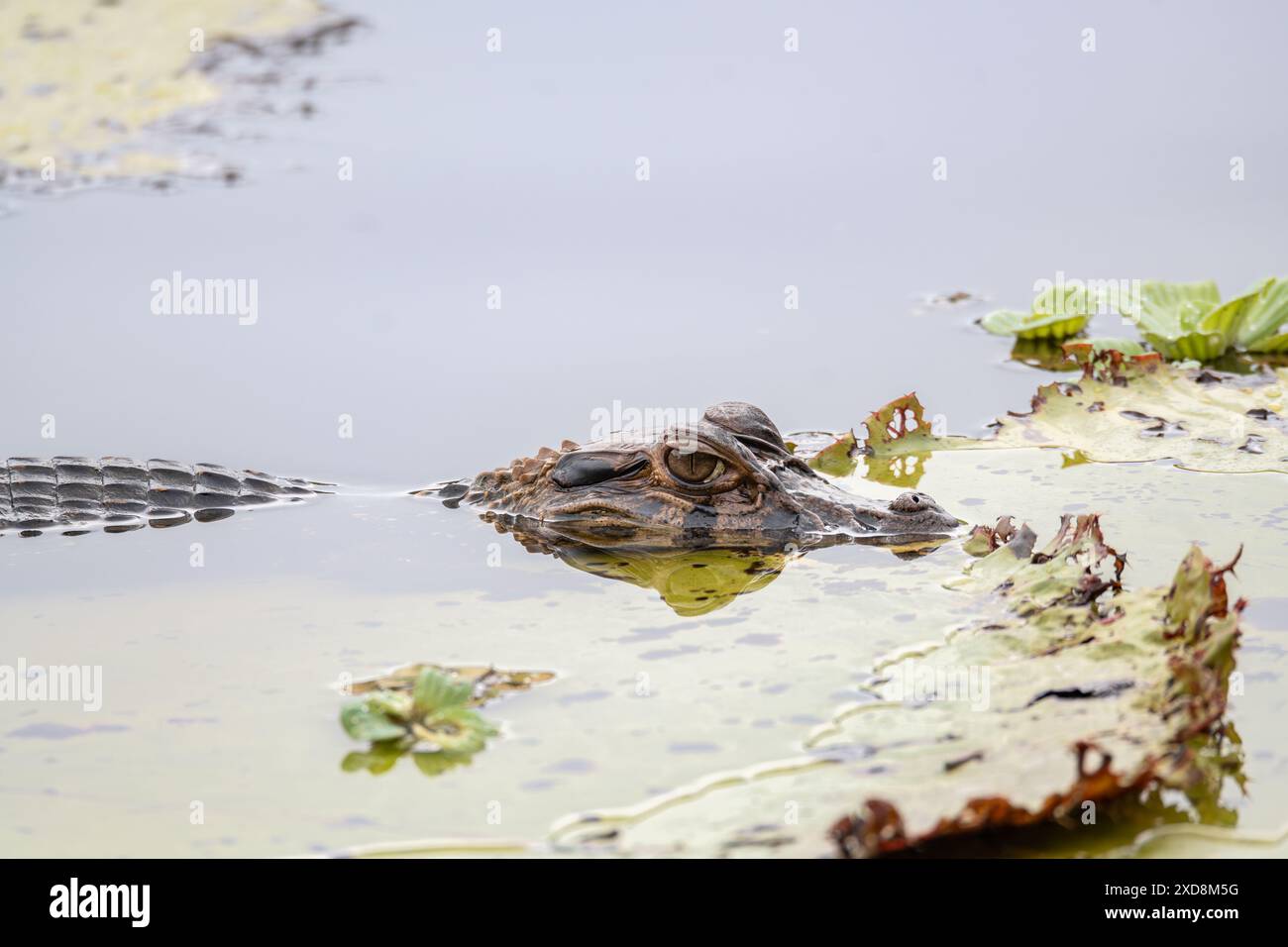 Black caiman on a large leaf in a lagoon Stock Photo