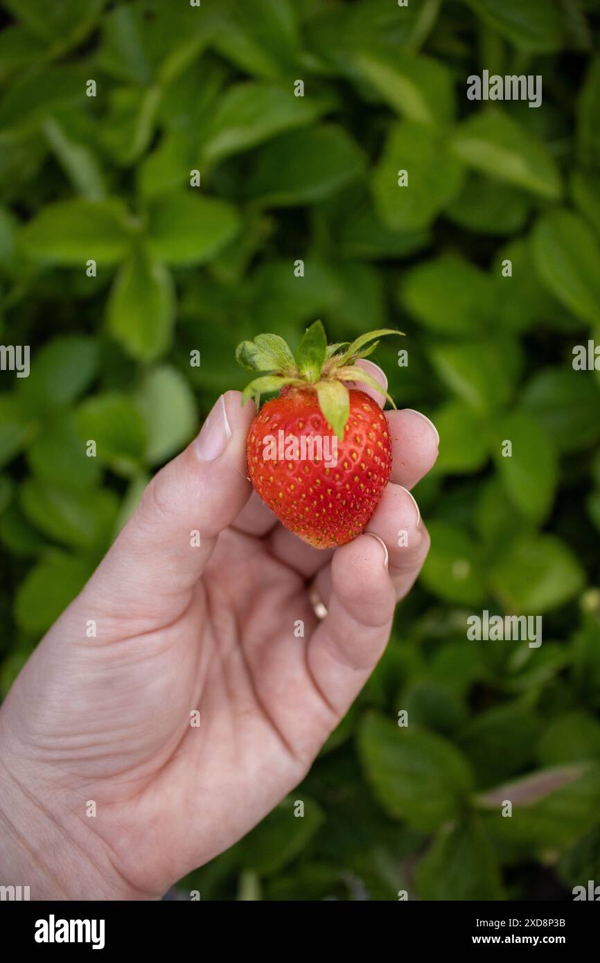 Hand holding a single ripe strawberry with green leaves backgrou Stock ...