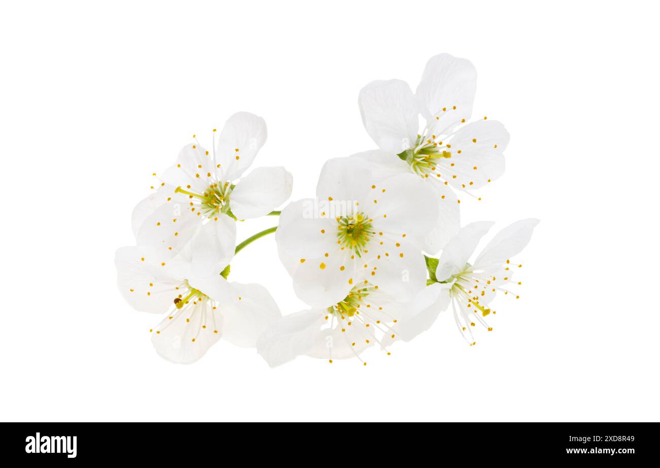 cherry flowers isolated on white background Stock Photo - Alamy
