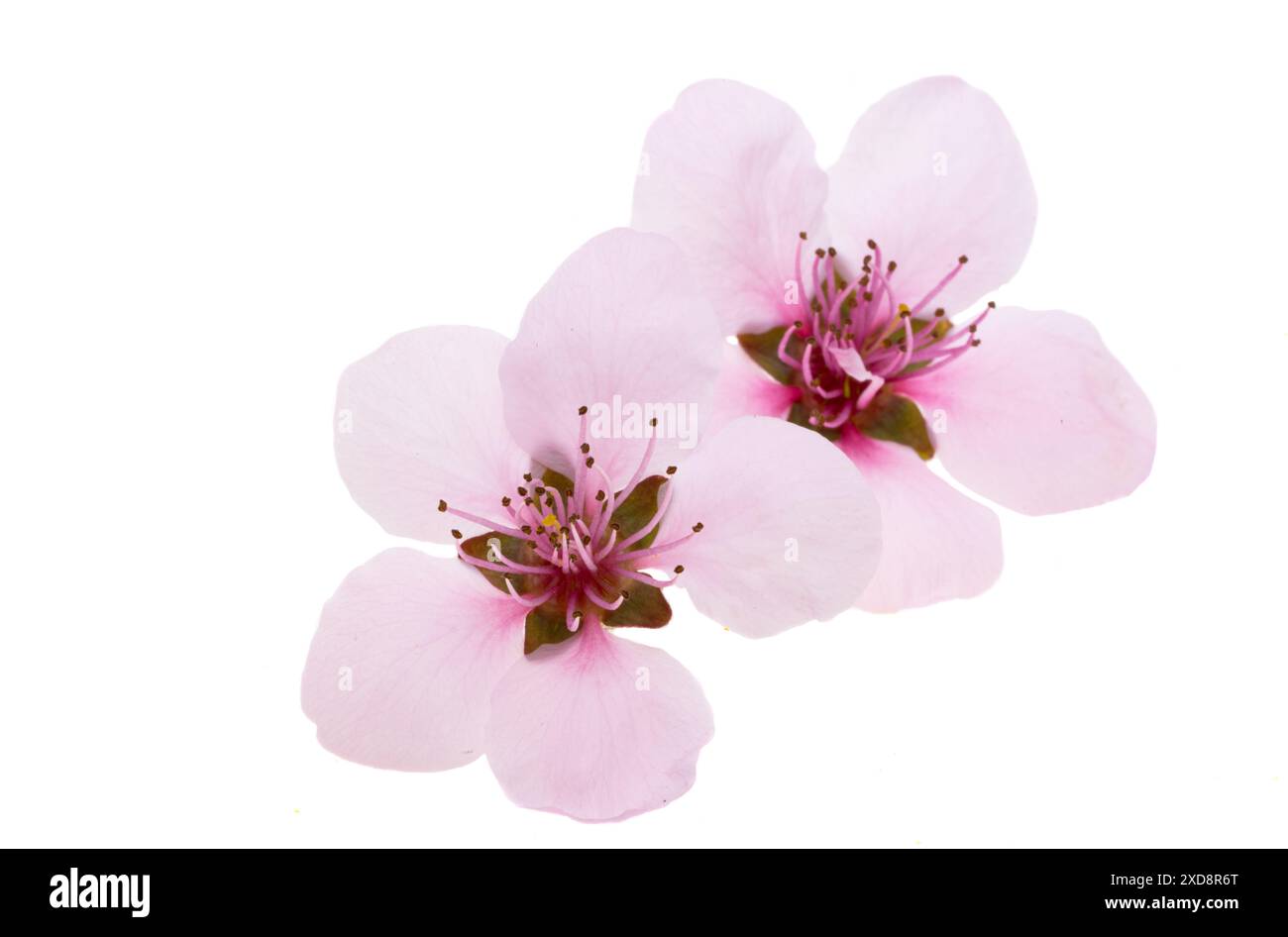 cherry flowers isolated on white background Stock Photo - Alamy