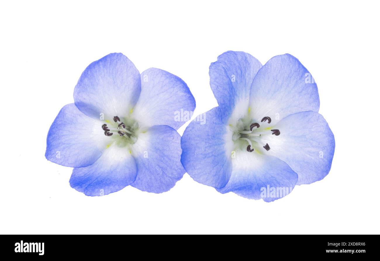 Nemophila hi-res stock photography and images - Alamy Nemophila hi-res stock photography and images - Alamy