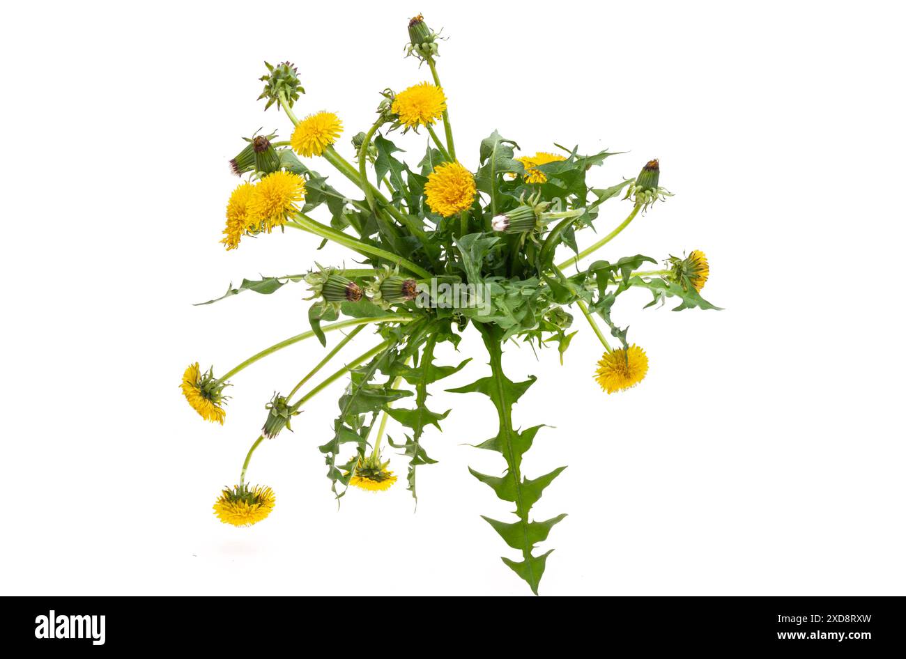 dandelion flowers isolated on white background Stock Photo