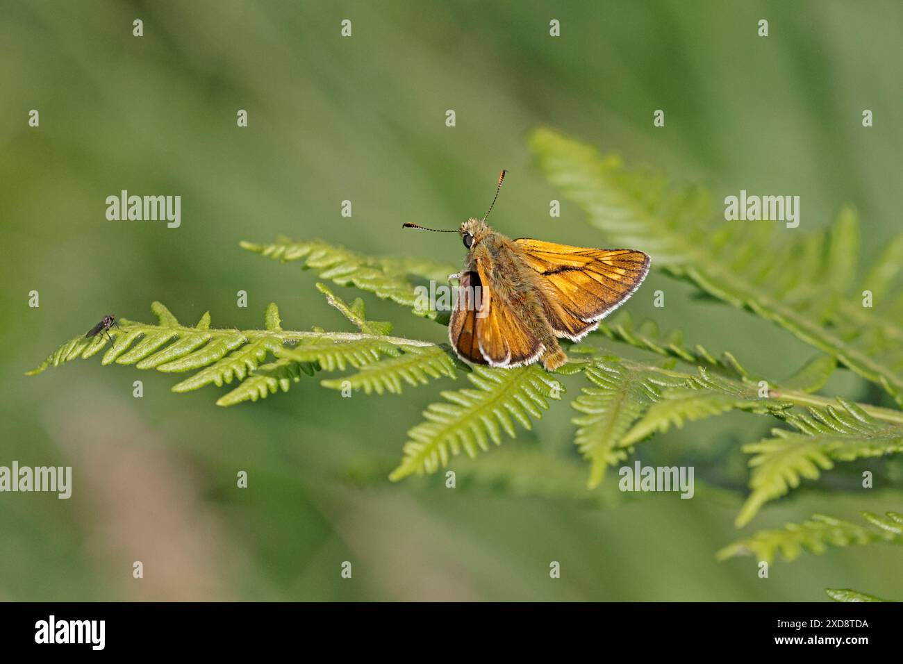 Large Skipper at Poors Allotment Gloucestershire Stock Photo