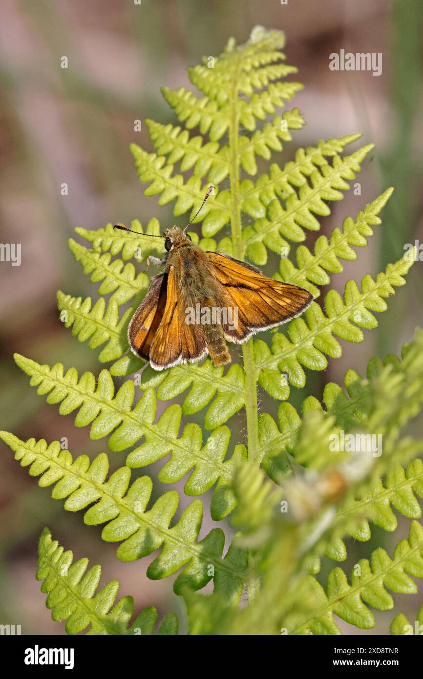 Large Skipper at Poors Allotment Gloucestershire Stock Photo