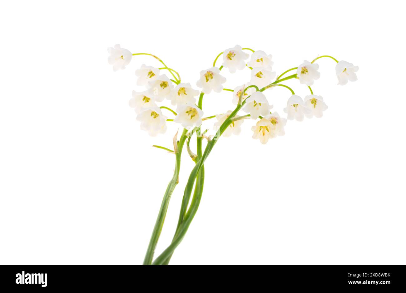 lily of the valley flowers isolated on white background Stock Photo - Alamy