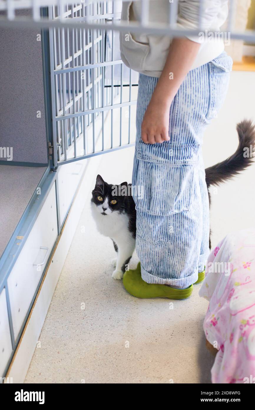 Cat with Unique Markings Looks Up as Person Stands by Shelter Kennels Stock Photo