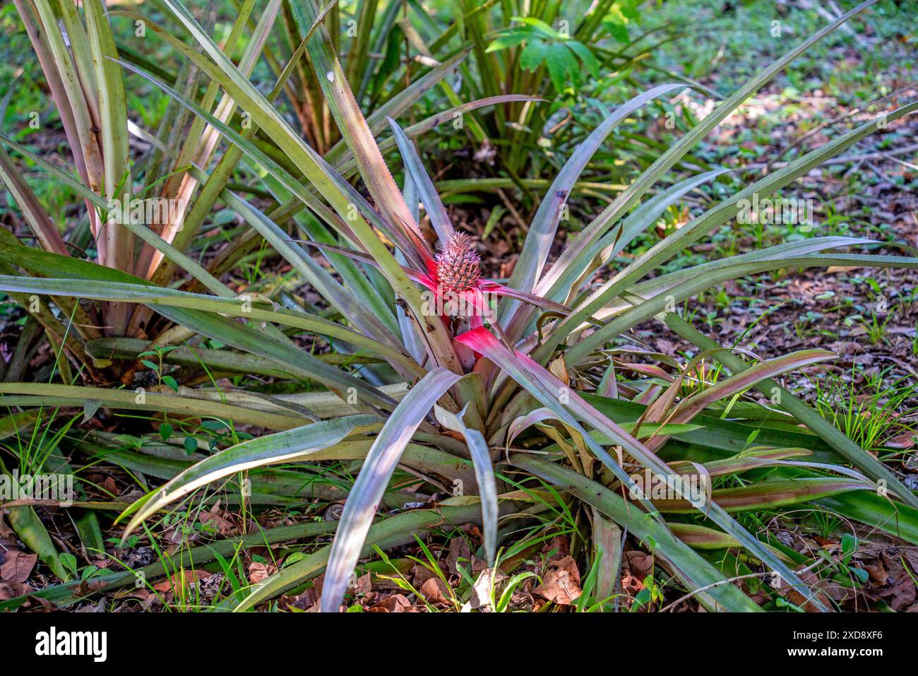 Close up of a Pineapple growing (Ananas Corona) Stock Photo