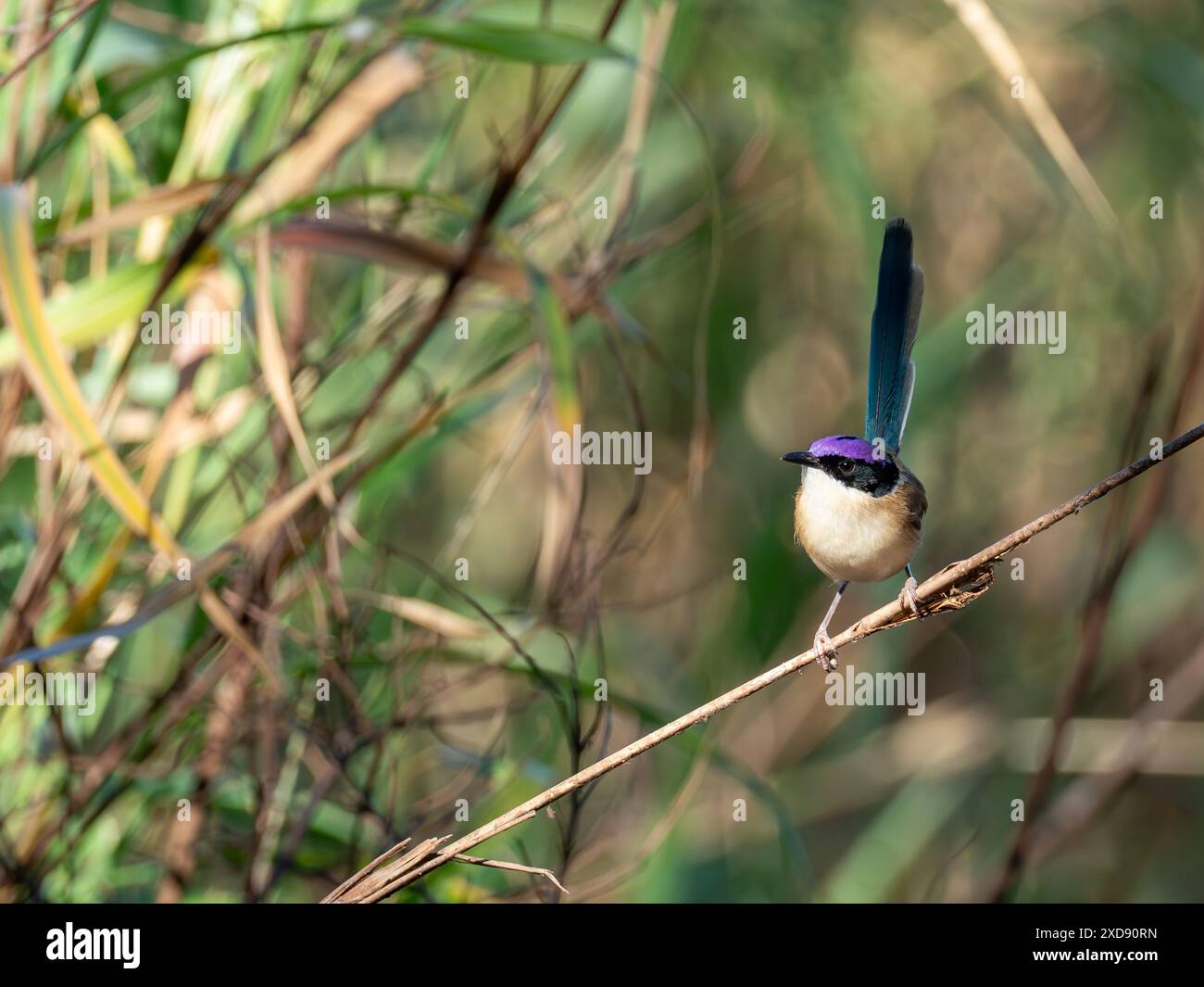 Purple-crowned Fairywren, Malurus coronatus, stunning endemic bird in Northern Territory, Australia Stock Photo