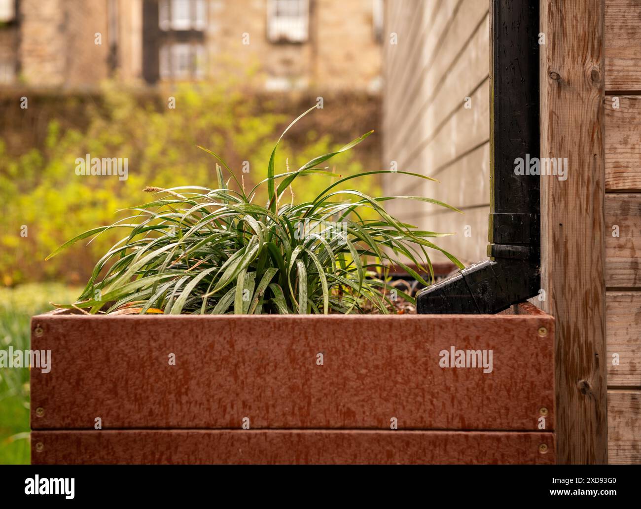 Royal Botanical Gardens Edinburgh 'Plants with Purpose' rain water collector from a drain at a