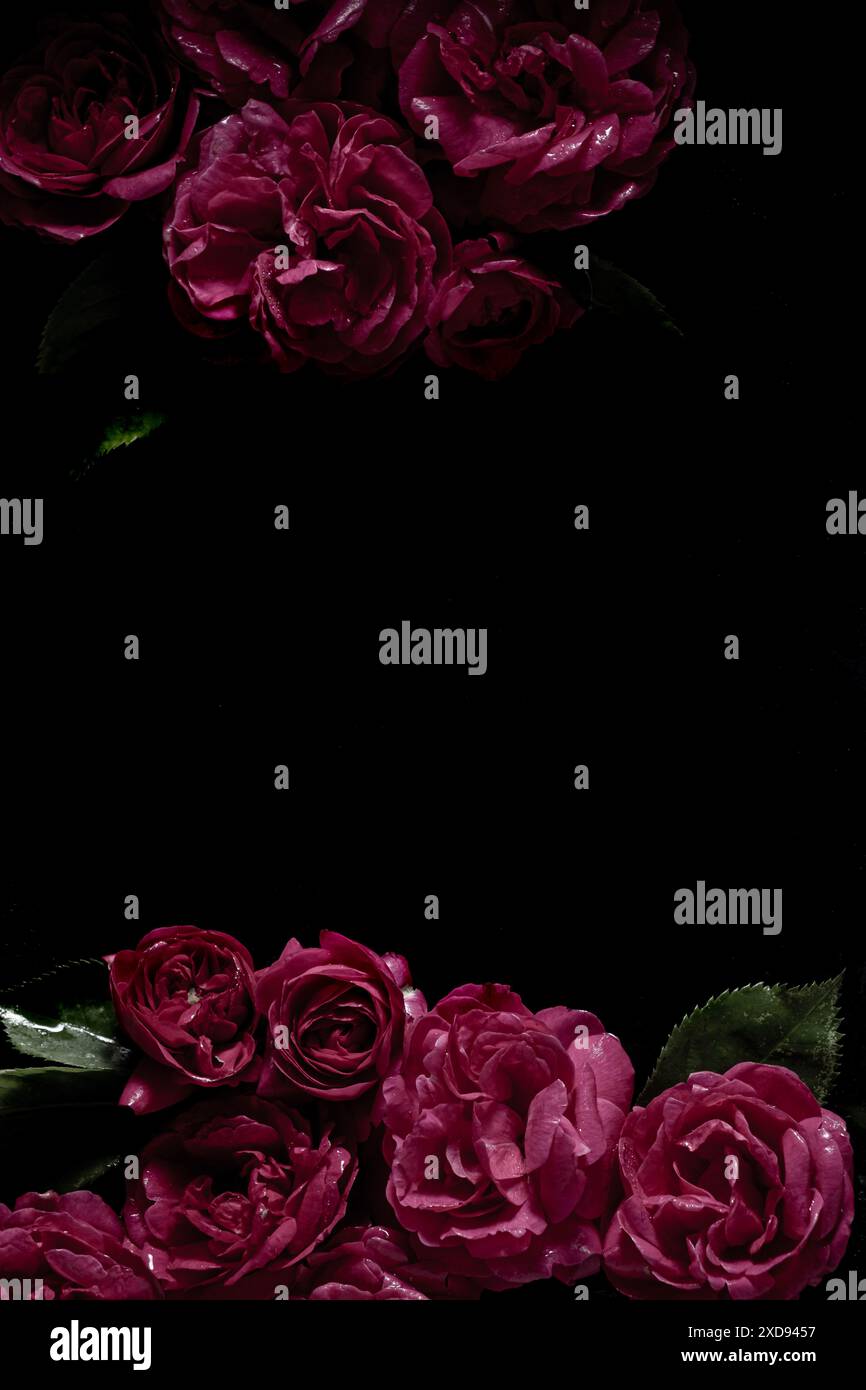 Low key roses hi-res stock photography and images - Alamy
