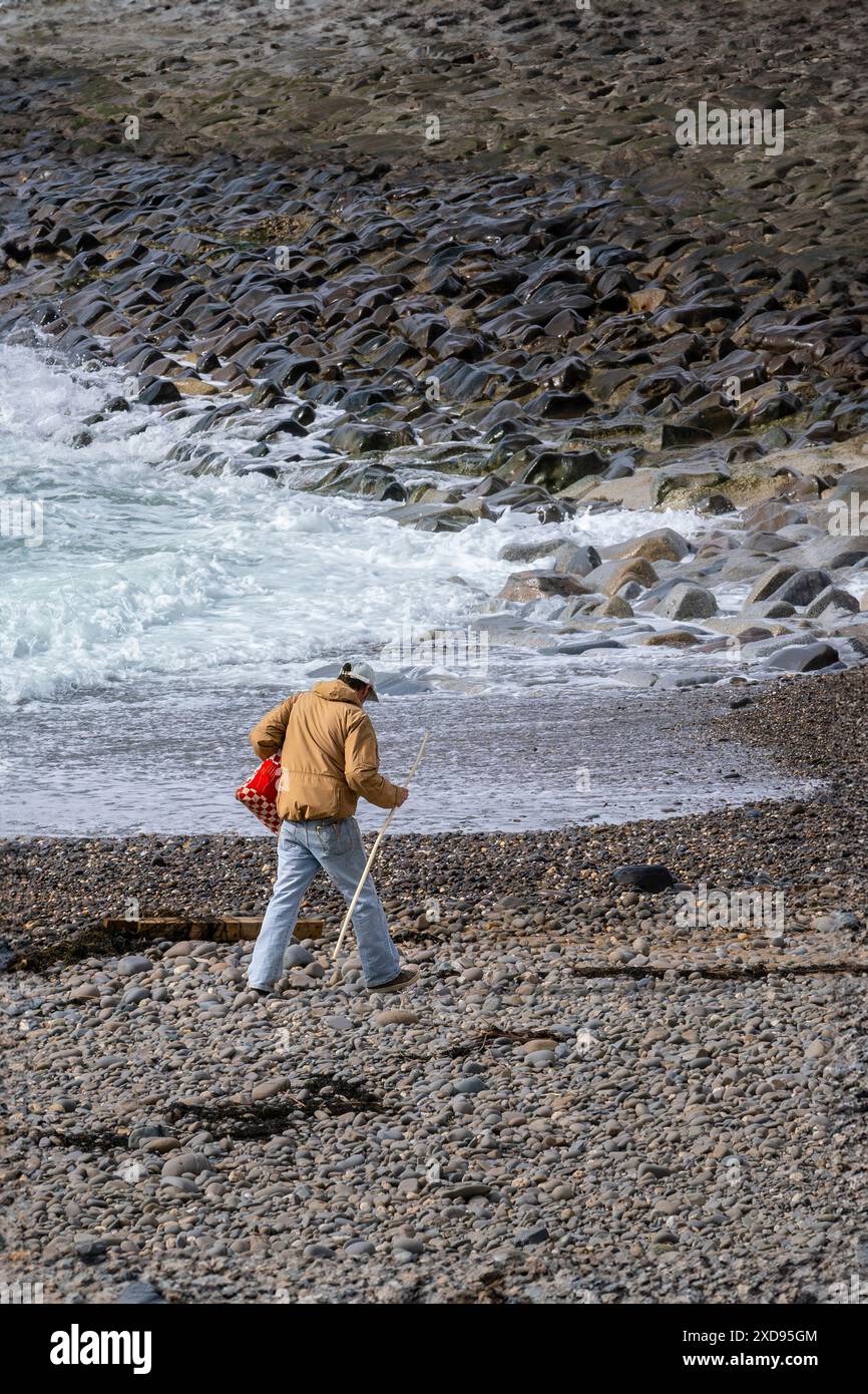 A man walking across the pebble beach near the Bude breakwater on the coast of Bude in Cornwall in the UK. Stock Photo