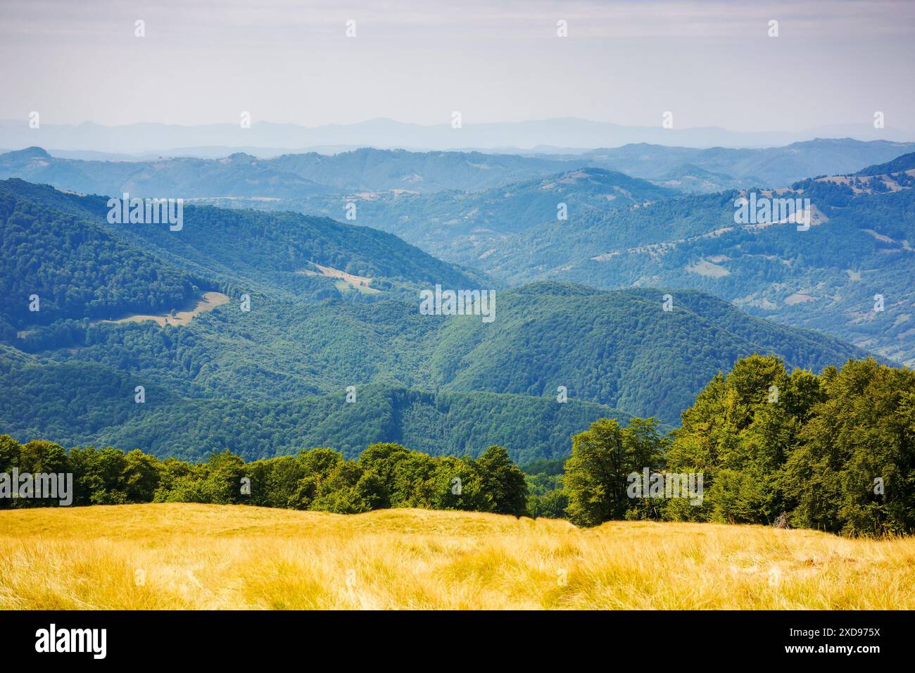 rolling landscape of carpathian mountains in late summer. natural scenery of transcarpathia, ukraine with forested hills in bright sunny day. stunning Stock Photo
