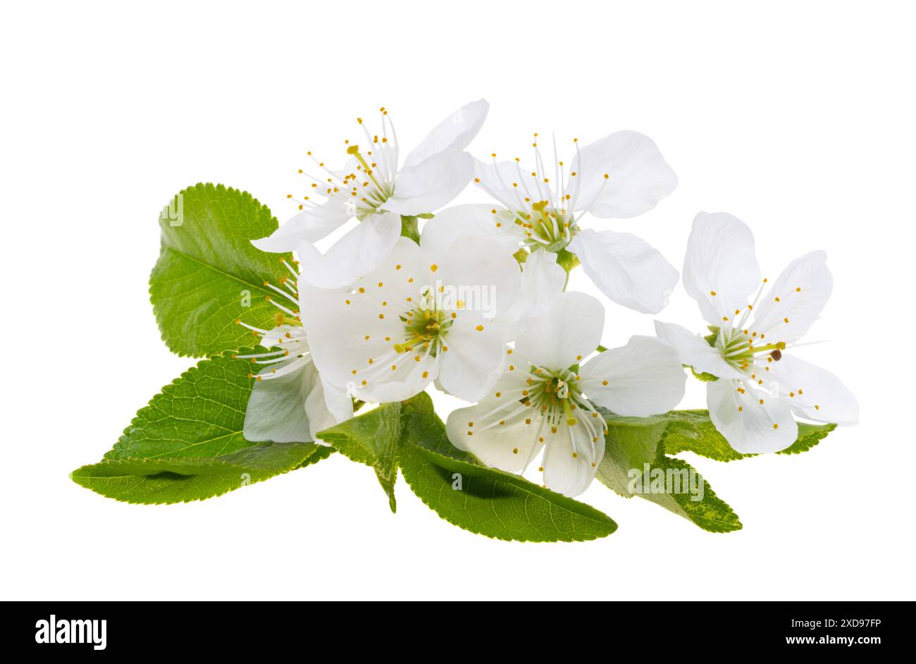 cherry flowers isolated on white background Stock Photo - Alamy