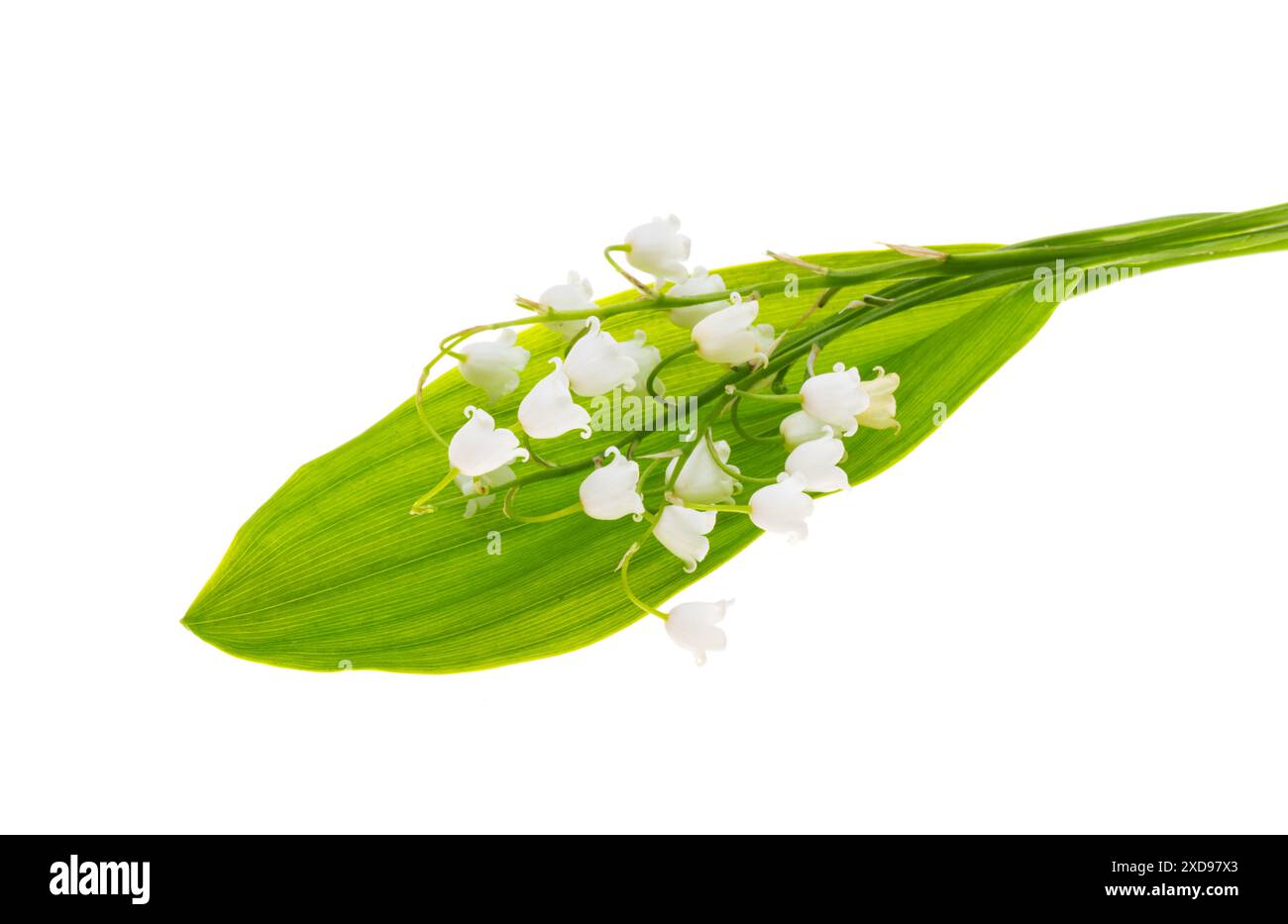 lily of the valley flowers isolated on white background Stock Photo - Alamy