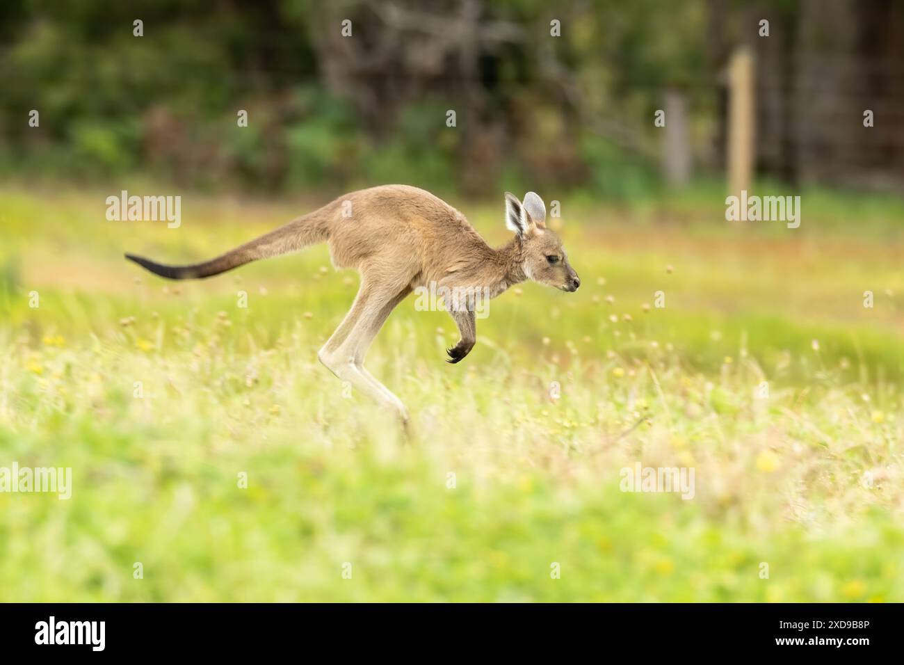 Kangaroo hopping baby hi-res stock photography and images - Alamy