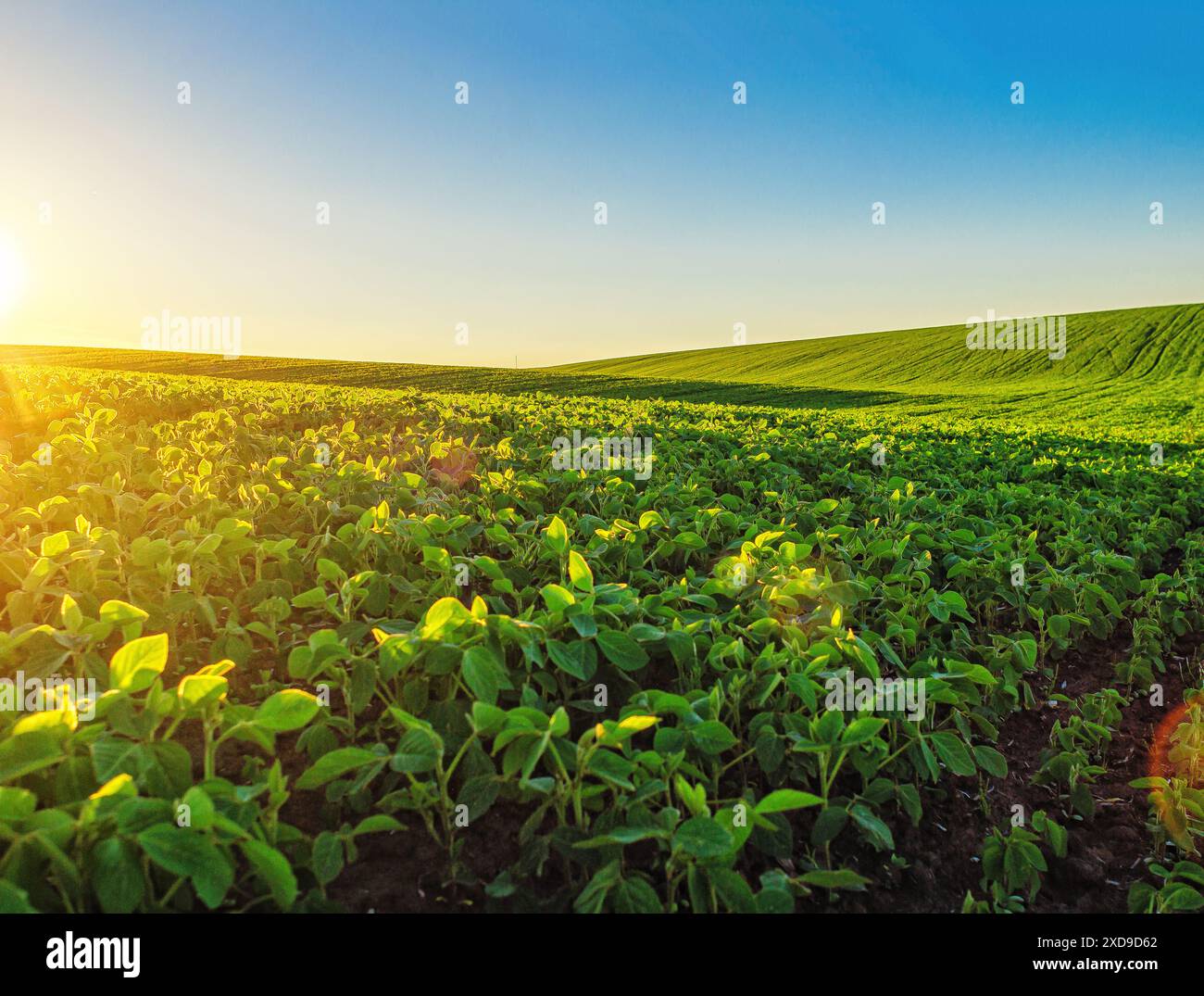 Low perspective soybean field hi-res stock photography and images - Alamy