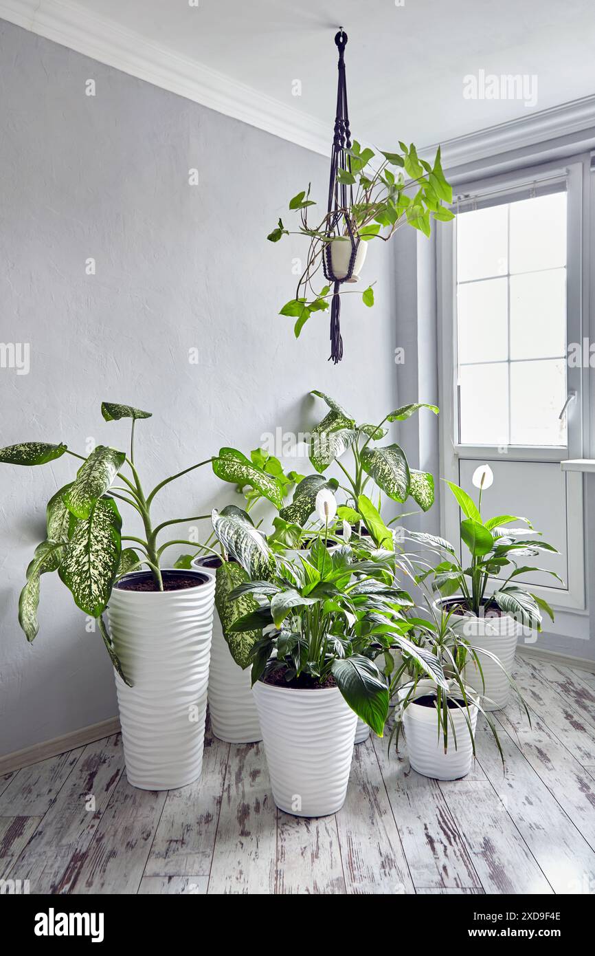 Lots of green indoor plants in white pots in a bright sunny room Stock ...