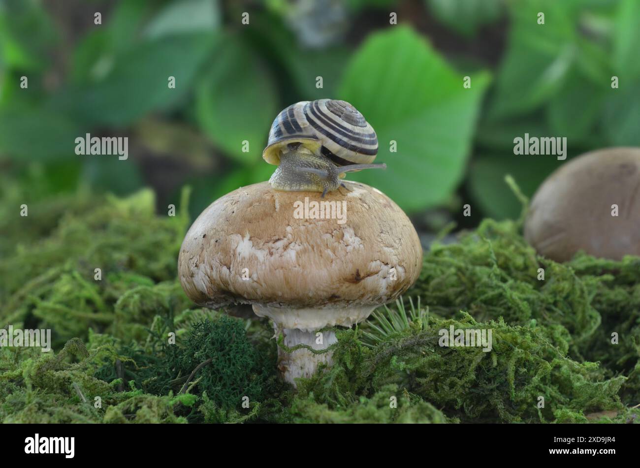 A snail shell on a mushroom in dark, green forest among moss. Stock Photo