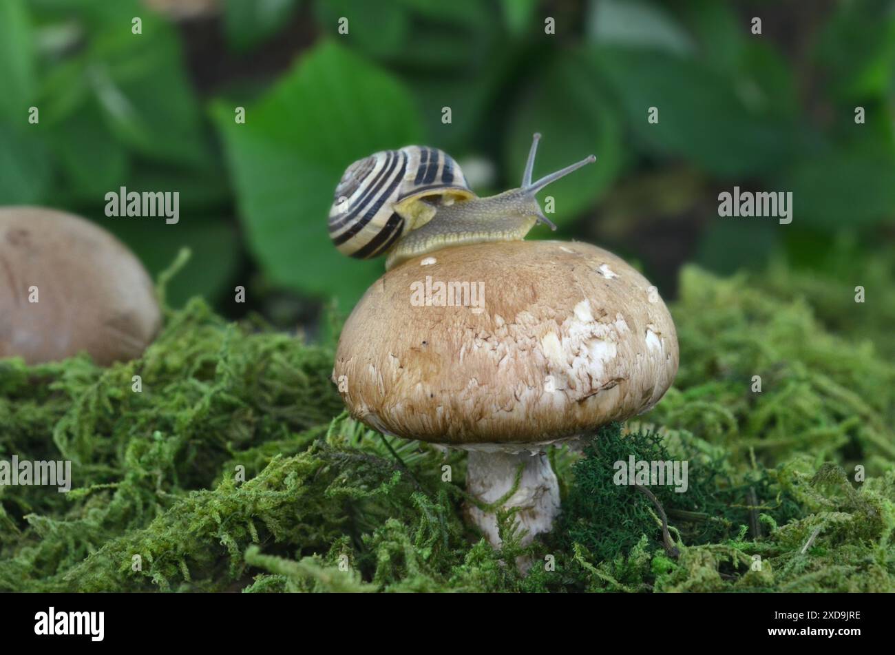 A snail with shell on a brown mushroom in the dark forest. The snail shows its antennae. Stock Photo