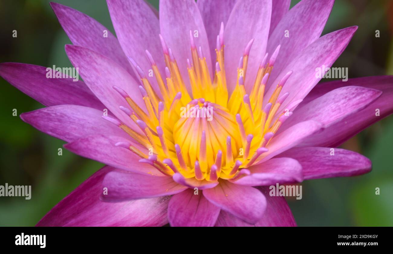 purple lotus water lily flower blooming in water Stock Photo - Alamy
