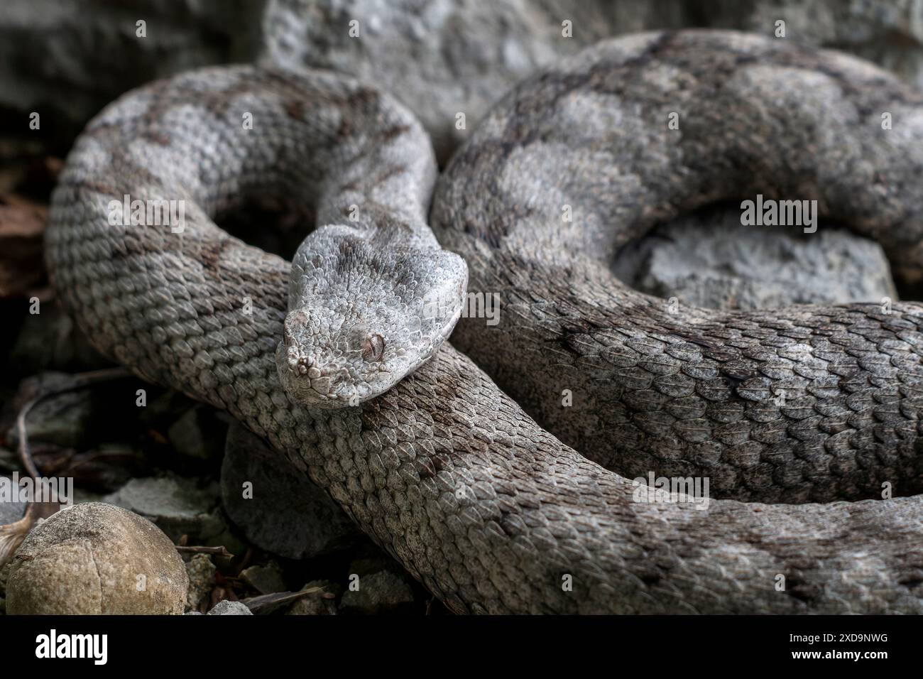 Adult female of Vipera ammodytes, commonly known as horned viper, long ...