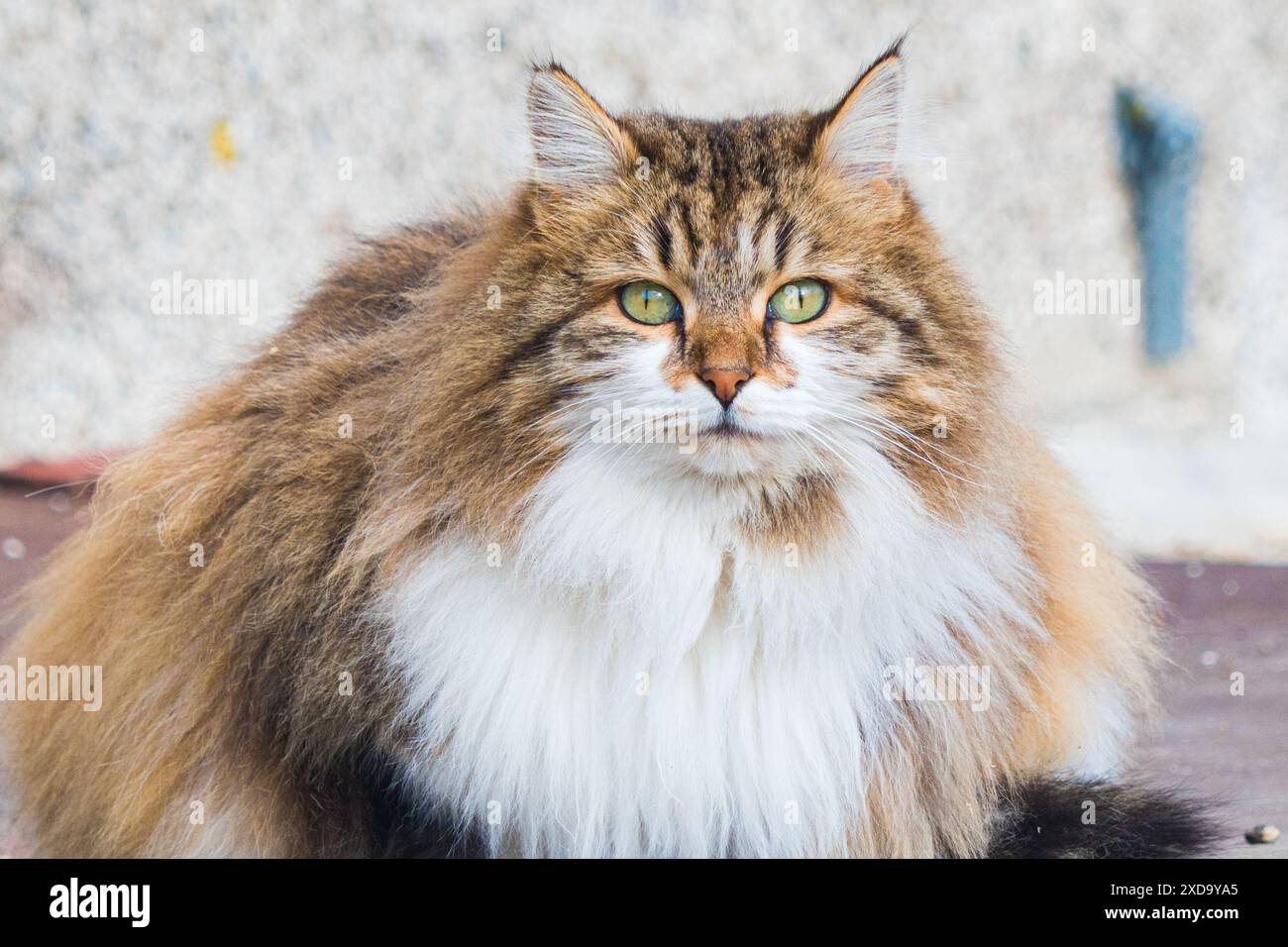 Persian Beauty Cat Stock Photo