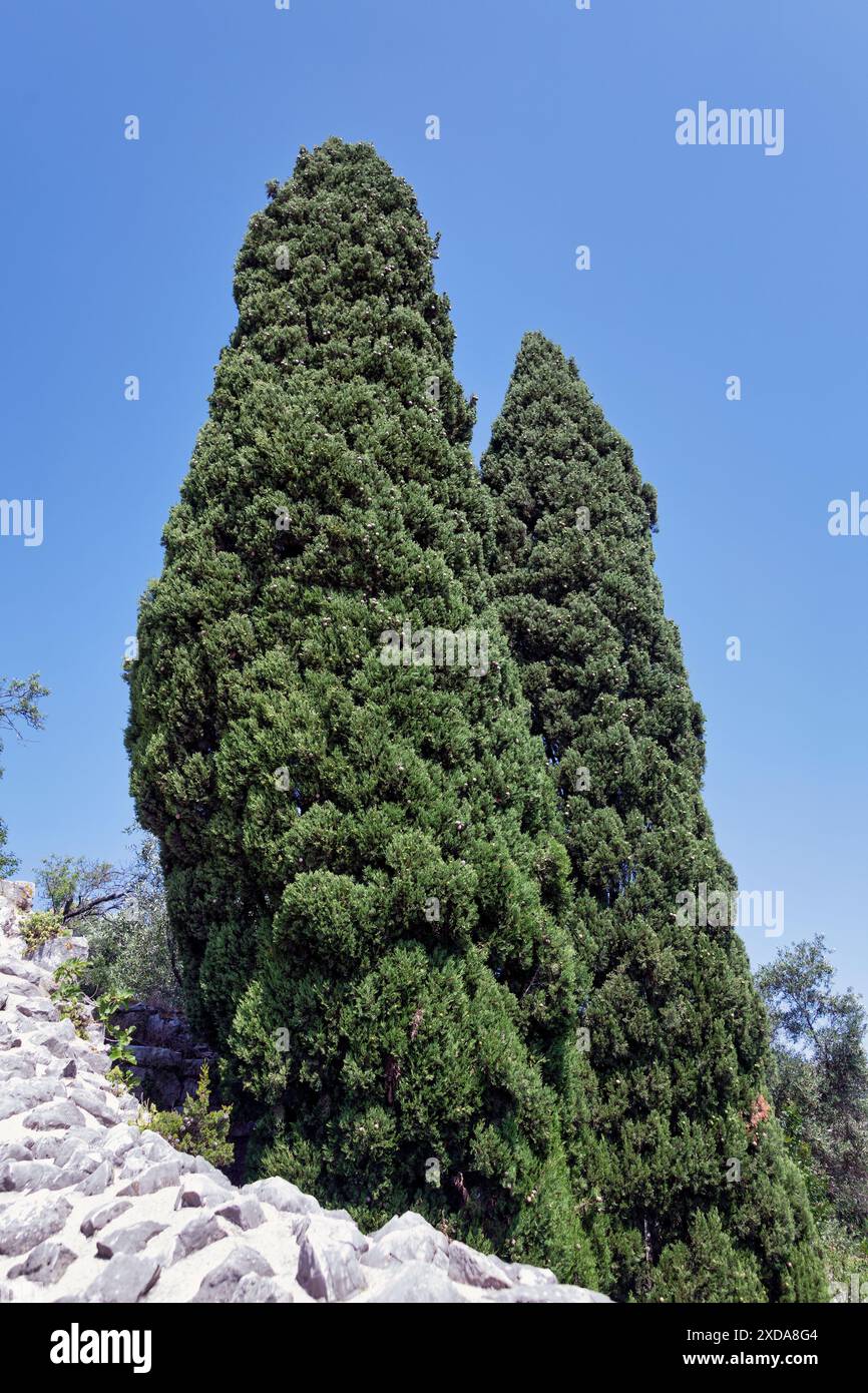 Mittelmeer-Zypresse in Kassiopi auf Korfu Stock Photo