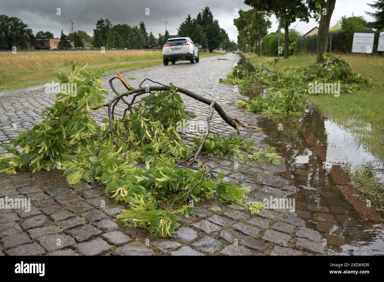 Branches over road hi res stock photography and images Page 8 Alamy
