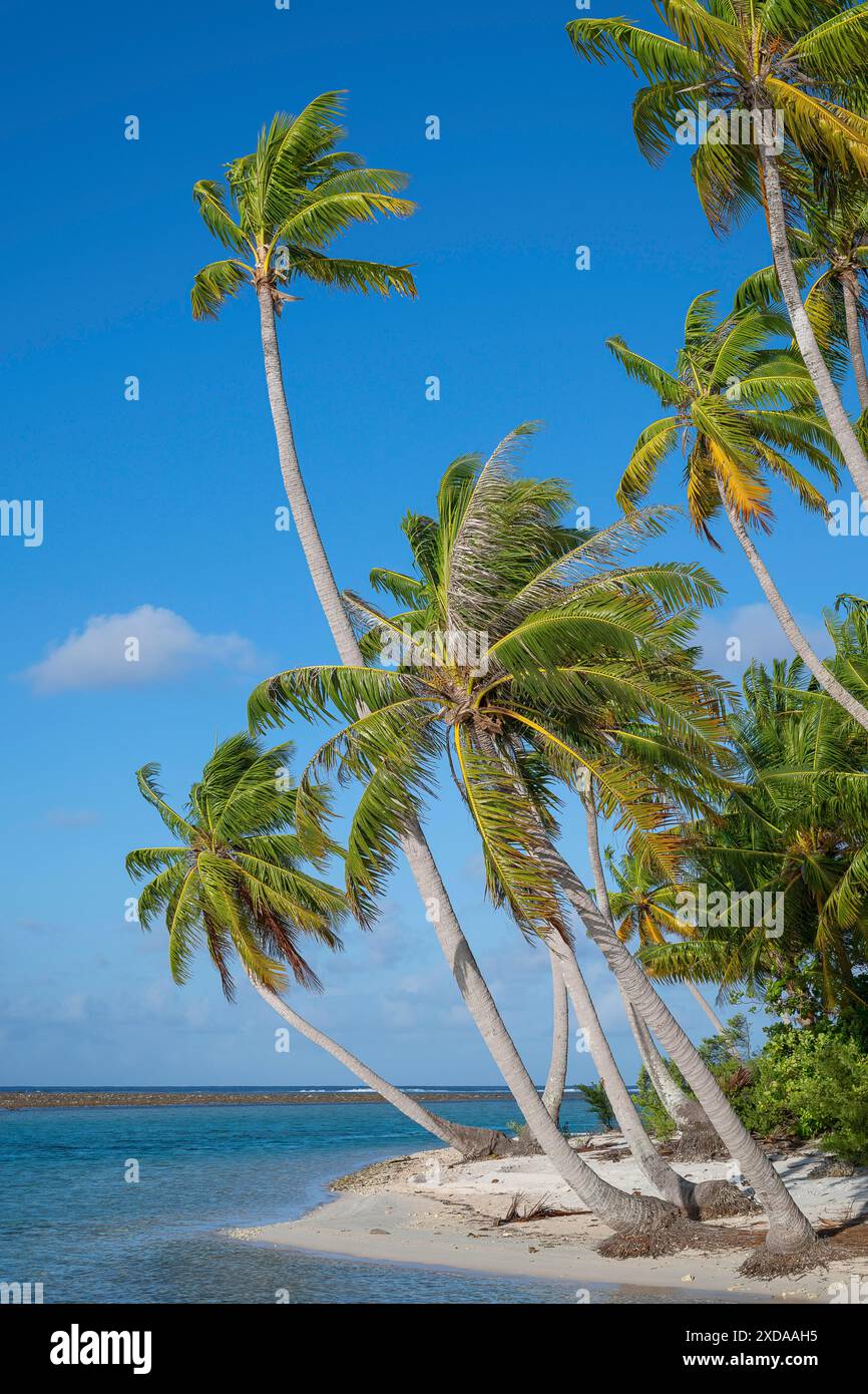 Coconut palms (Cocos nucifera) on a lonely beach, Tikehau, Atoll ...