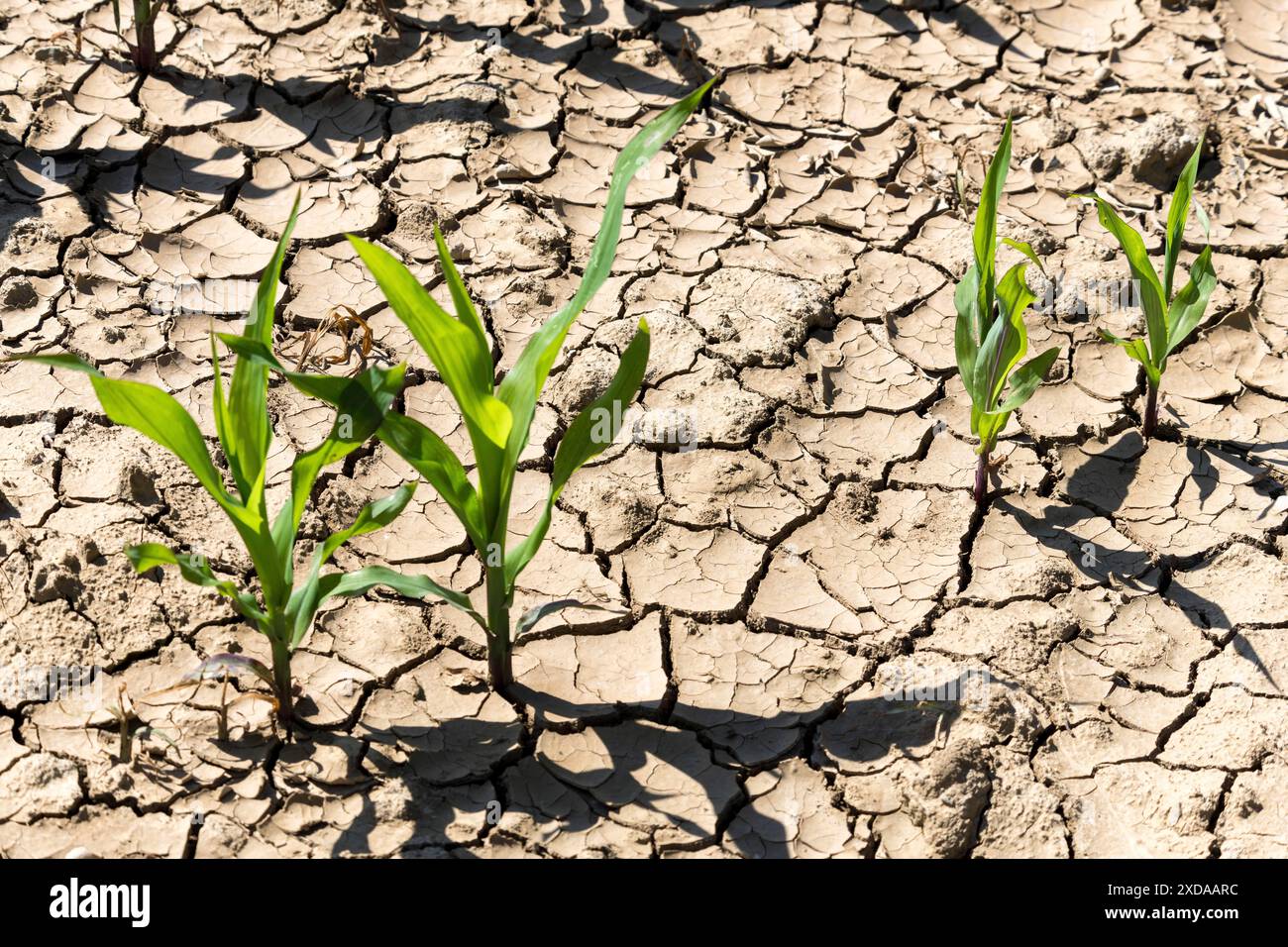 Climate Change Corn Symbolic image, climate change, global warming, corn (Zea mays) drought ...