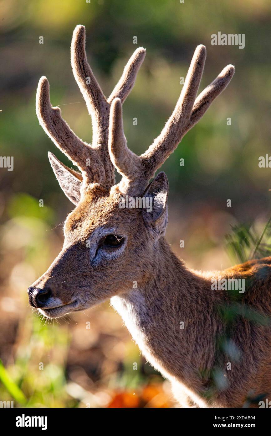 Pampas deer (Ozotoceros bezoarticus) Pantanal Brazil Stock Photo Alamy