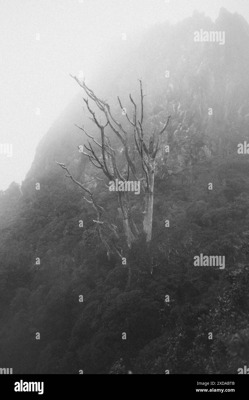 Barren tree on a misty mountain in black and white, surrounded by dense greenery, mysterious, quiet atmosphere, Coromandel Pinnacles, New Zealand Stock Photo