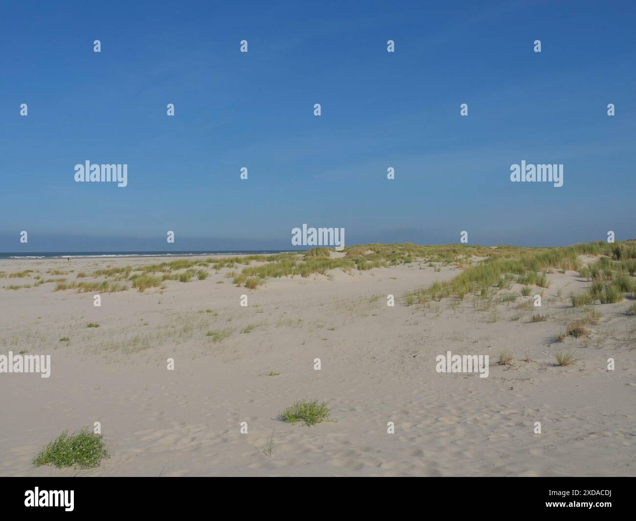 Sand dunes with scattered grasses under a clear blue sky stretching to ...