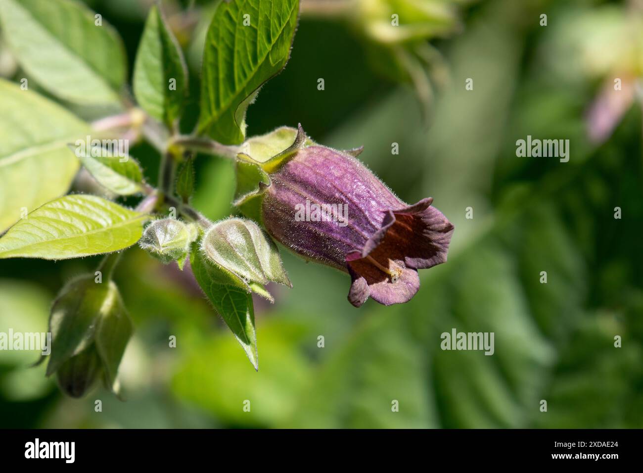 Purple Belladonna flower outdoors close up in springtime Stock Photo