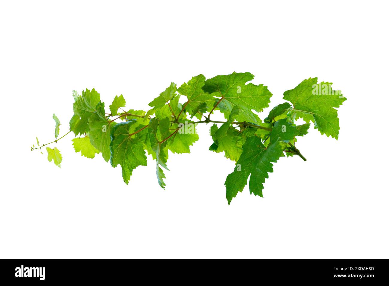 leaf vine isolates on a white background Stock Photo