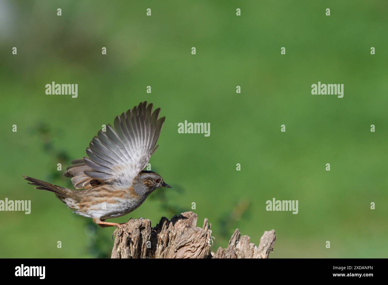 Barbour dunnock outlet
