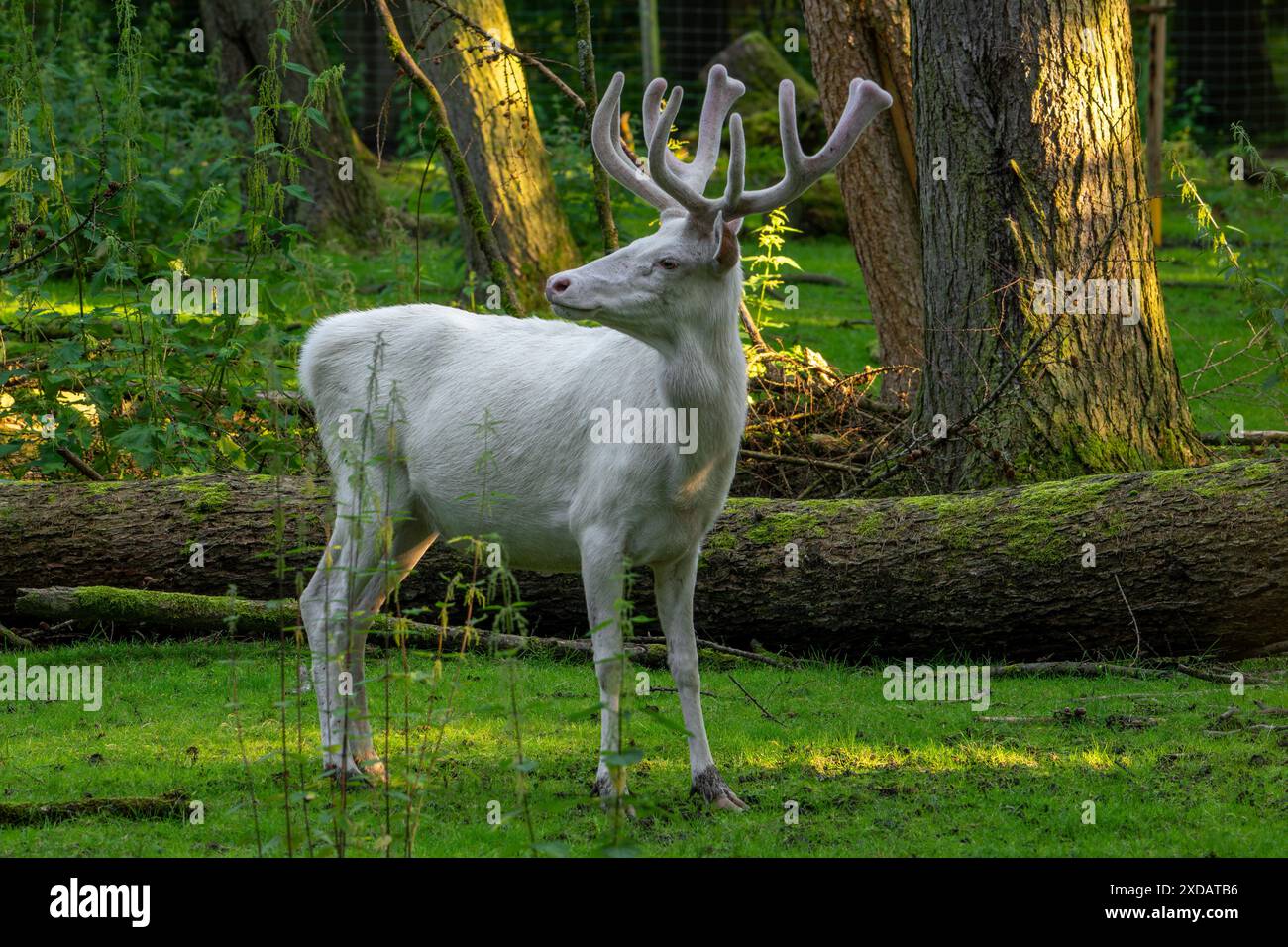 Leucistic red deer (Cervus elaphus) stag, white morph with antlers ...
