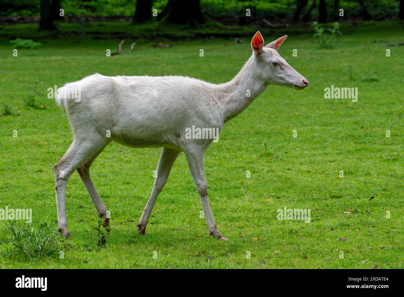 Leucistic red deer (Cervus elaphus) hind / female, white morph at ...