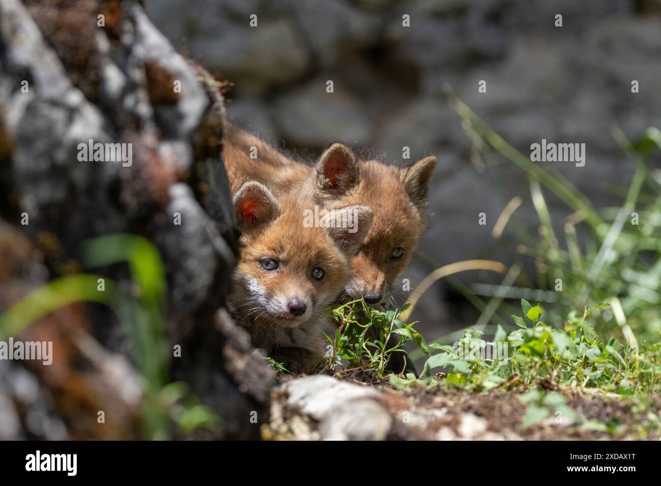 The beauty of the red fox cubs in Italy Stock Photo