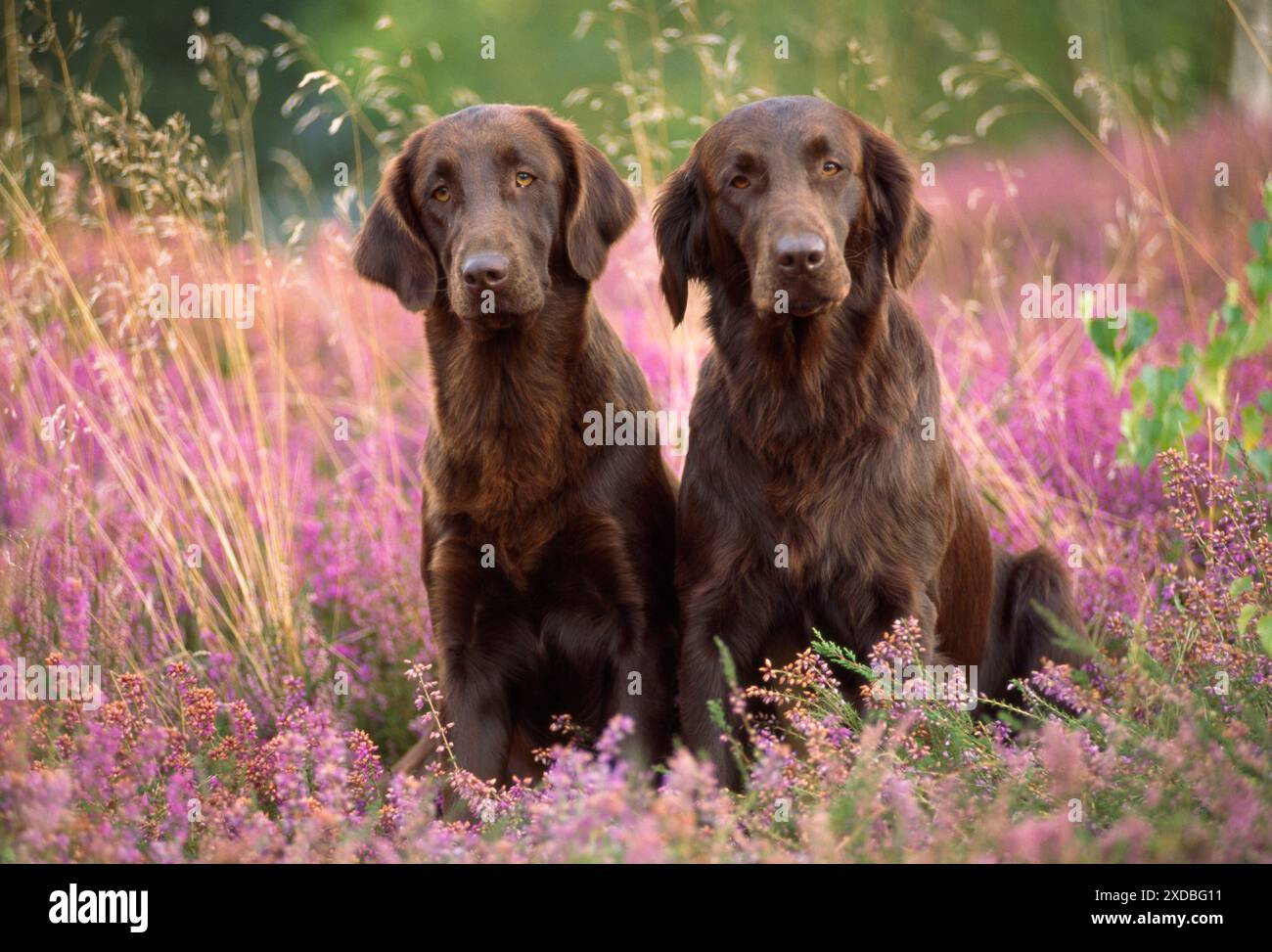 Flat coated retriever breeders midwest sale