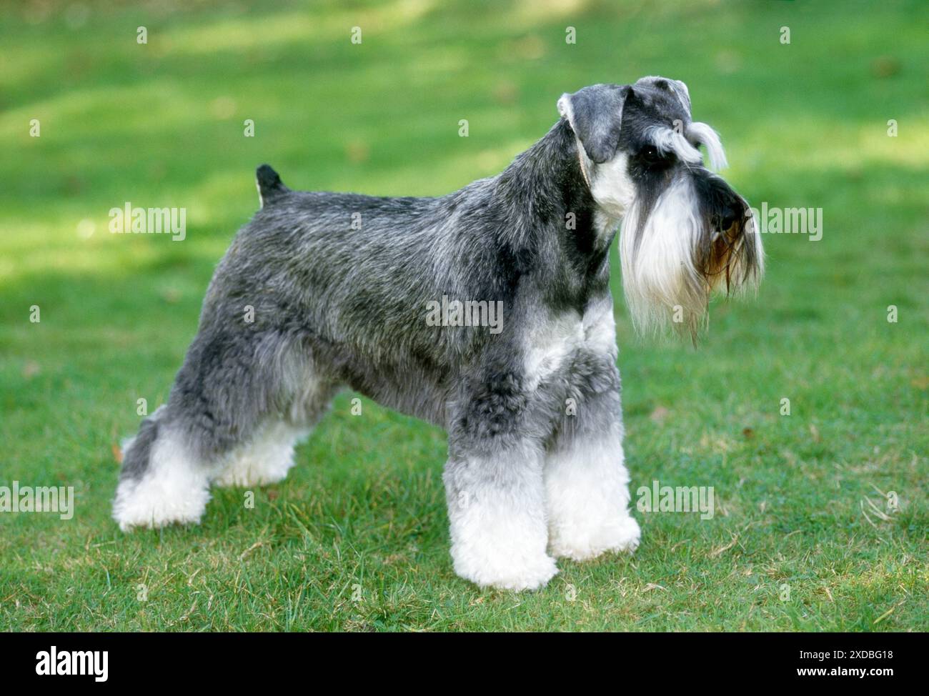 Dog - Miniature Schnauzer Stock Photo