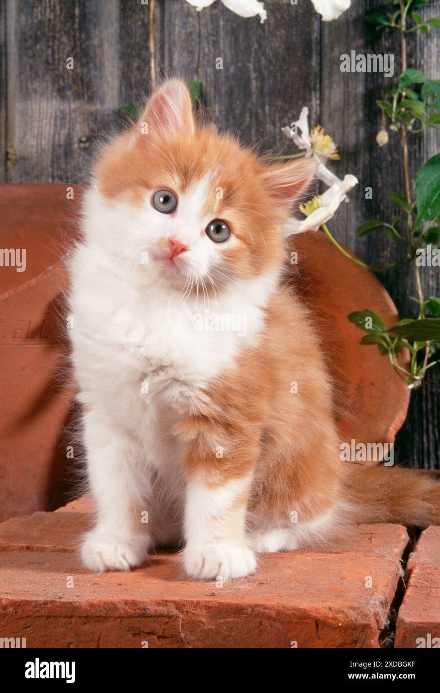 CAT - Kitten with flowerpots Stock Photo