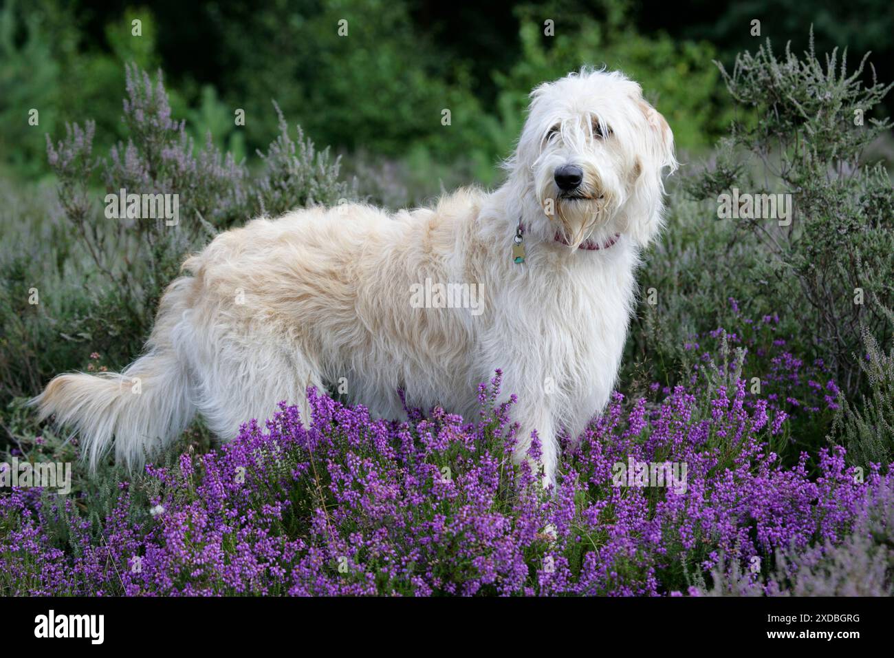 Dog - Labradoodle Stock Photo