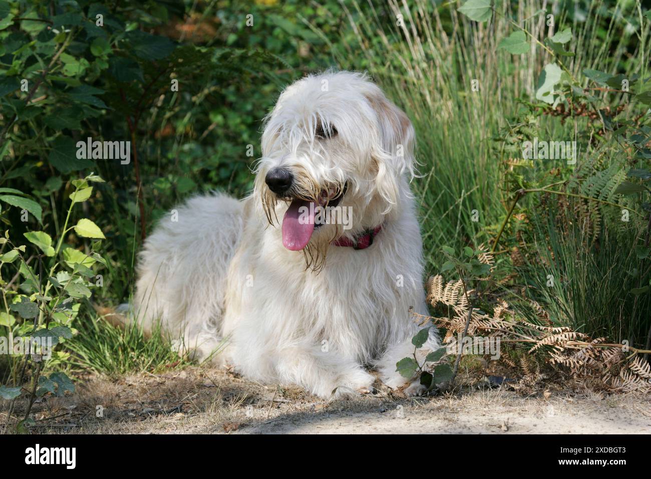Labradoodle pet dog hi-res stock photography and images - Alamy