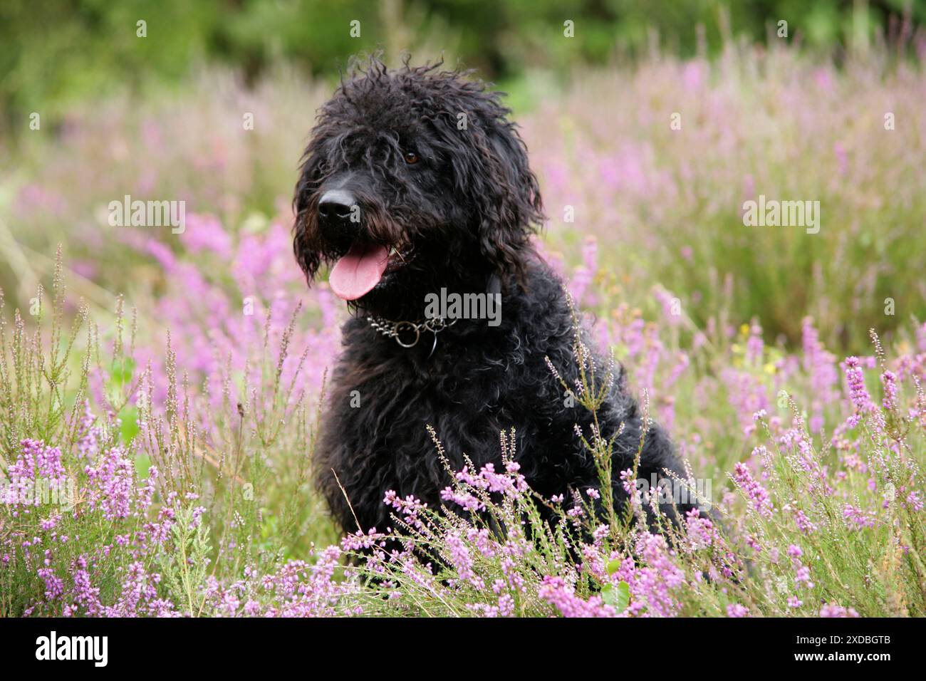 Black labradoodle sitting in field Stock Photo