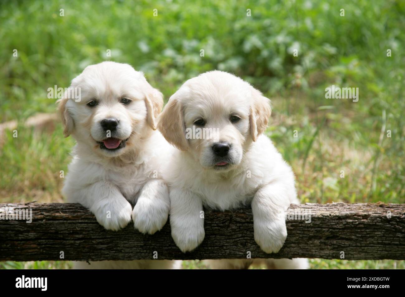 Two Golden Retriever puppies standing looking over Stock Photo