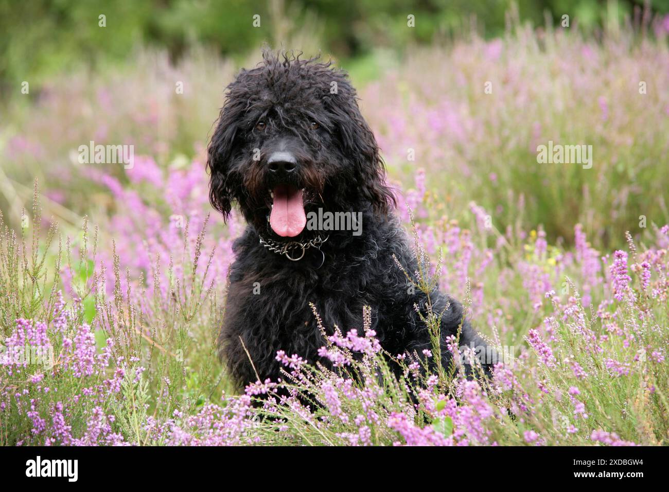 Black labradoodle sitting in field Stock Photo