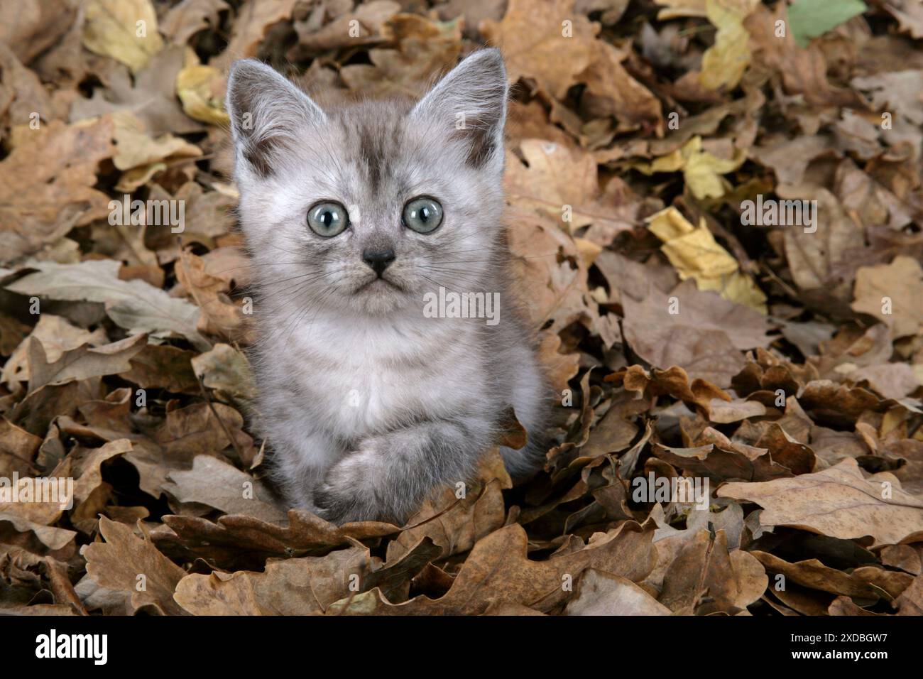Cat. Asian. Black smoke kitten (8 weeks) sitting Stock Photo - Alamy